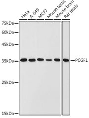 PCGF1 Rabbit pAb