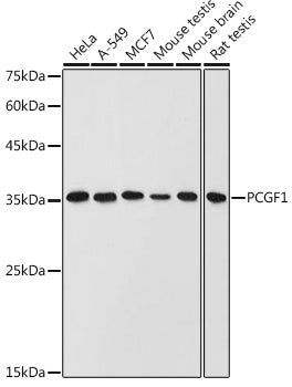 PCGF1 Rabbit pAb