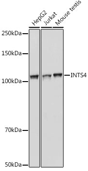 INTS4 Rabbit pAb