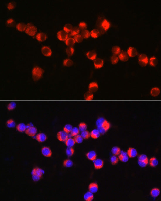 Synaptophysin Rabbit pAb