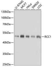 RCC1 Rabbit pAb
