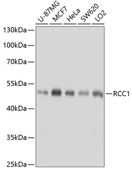 RCC1 Rabbit pAb