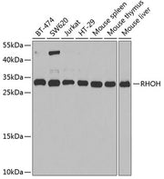 RHOH Rabbit pAb