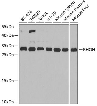 RHOH Rabbit pAb