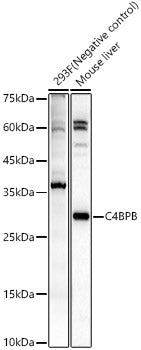C4BPB Rabbit pAb