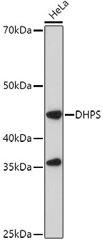 DHPS Rabbit pAb