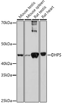 DHPS Rabbit pAb