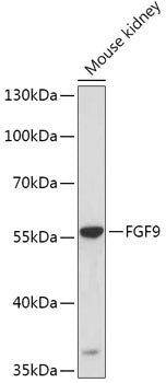 FGF9 Rabbit pAb