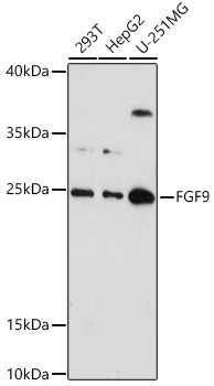 FGF9 Rabbit pAb