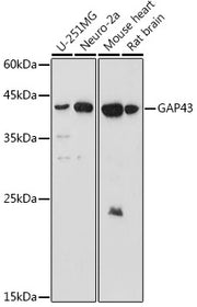 GAP43 Rabbit pAb