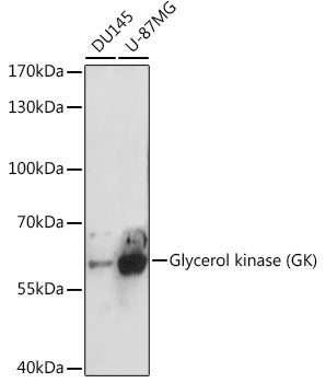 Glycerol kinase (GK) Rabbit pAb