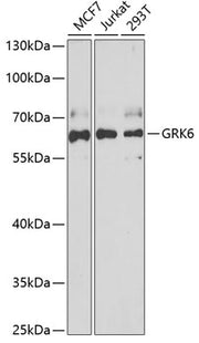 GRK6 Rabbit pAb
