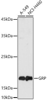 Gastrin Releasing Peptide (GRP) Rabbit pAb
