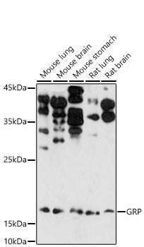 Gastrin Releasing Peptide (GRP) Rabbit pAb