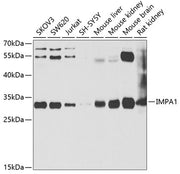 IMPA1 Rabbit pAb