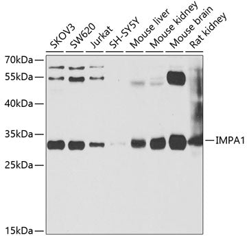 IMPA1 Rabbit pAb