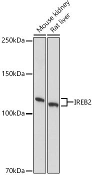IRP2 Rabbit pAb