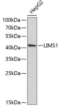LIMS1 Rabbit pAb
