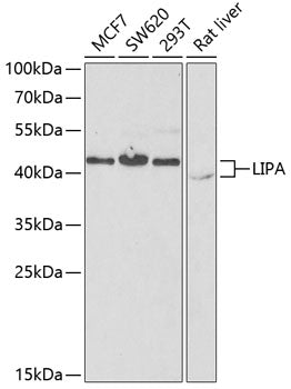 LIPA Rabbit pAb