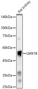 LMX1B Rabbit pAb