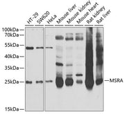 MSRA Rabbit pAb