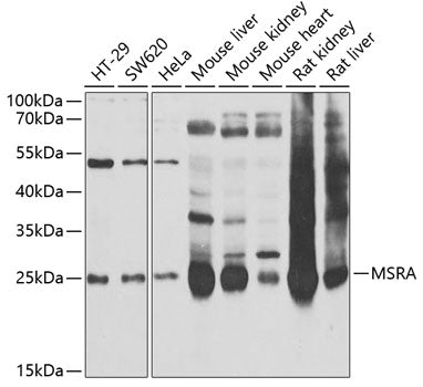 MSRA Rabbit pAb