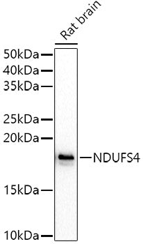 NDUFS4 Rabbit pAb