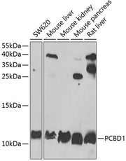PCBD1 Rabbit pAb