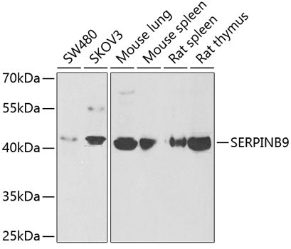 SERPINB9 Rabbit pAb