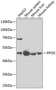 PPOX Rabbit pAb