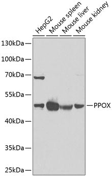 PPOX Rabbit pAb