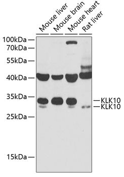 KLK10 Rabbit pAb