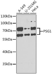 PSG1 Rabbit pAb