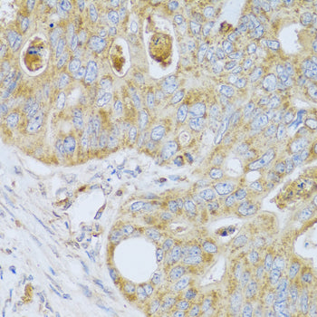 PSG1 Rabbit pAb