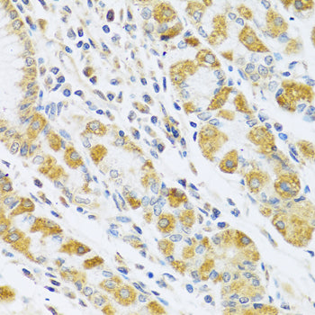 PSG1 Rabbit pAb