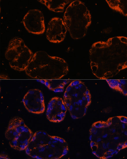 PSG1 Rabbit pAb