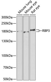 RBP3 Rabbit pAb