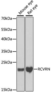 RCVRN Rabbit pAb