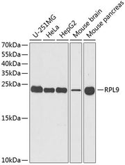 RPL9 Rabbit pAb
