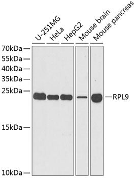 RPL9 Rabbit pAb