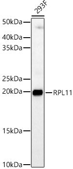RPL11 Rabbit pAb