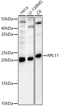 RPL11 Rabbit pAb