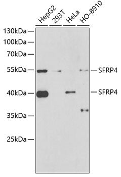 SFRP4 Rabbit pAb