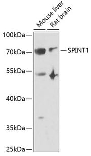 SPINT1 Rabbit pAb