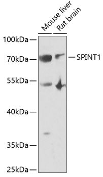 SPINT1 Rabbit pAb