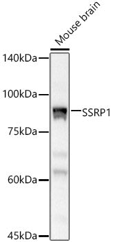 SSRP1 Rabbit pAb
