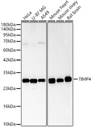 TIMP4 Rabbit pAb
