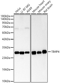 TIMP4 Rabbit pAb