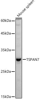 TSPAN7 Rabbit pAb