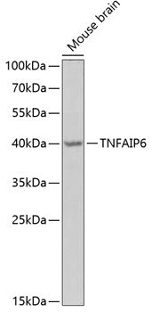 TNFAIP6 Rabbit pAb